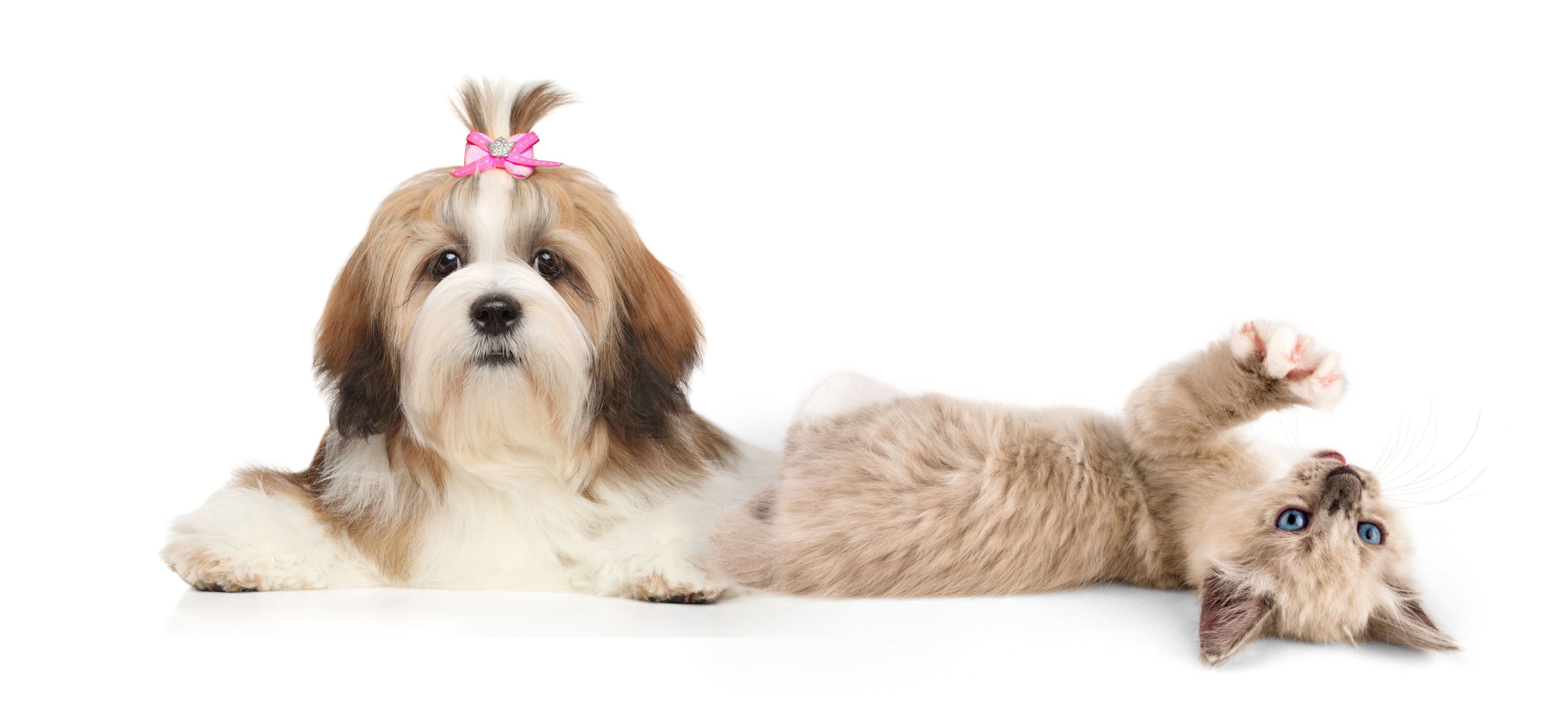Cat & Dog Grooming