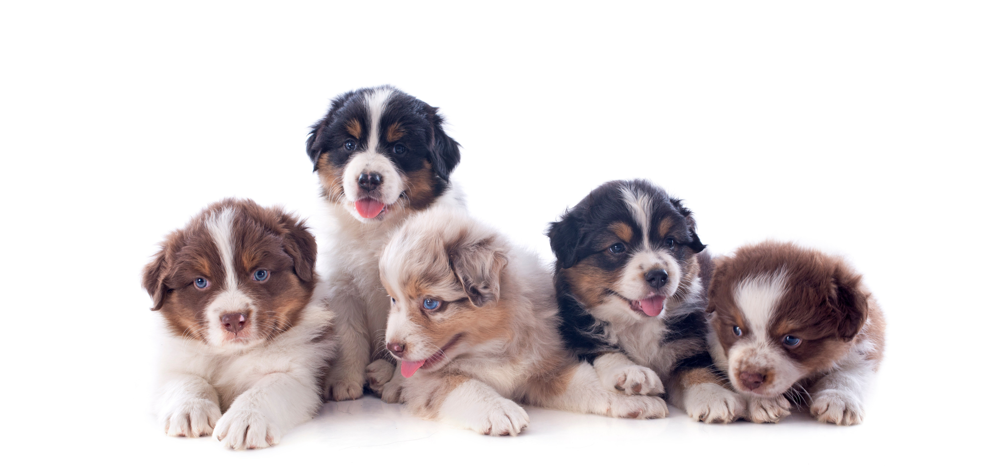 Puppy Pee Pads