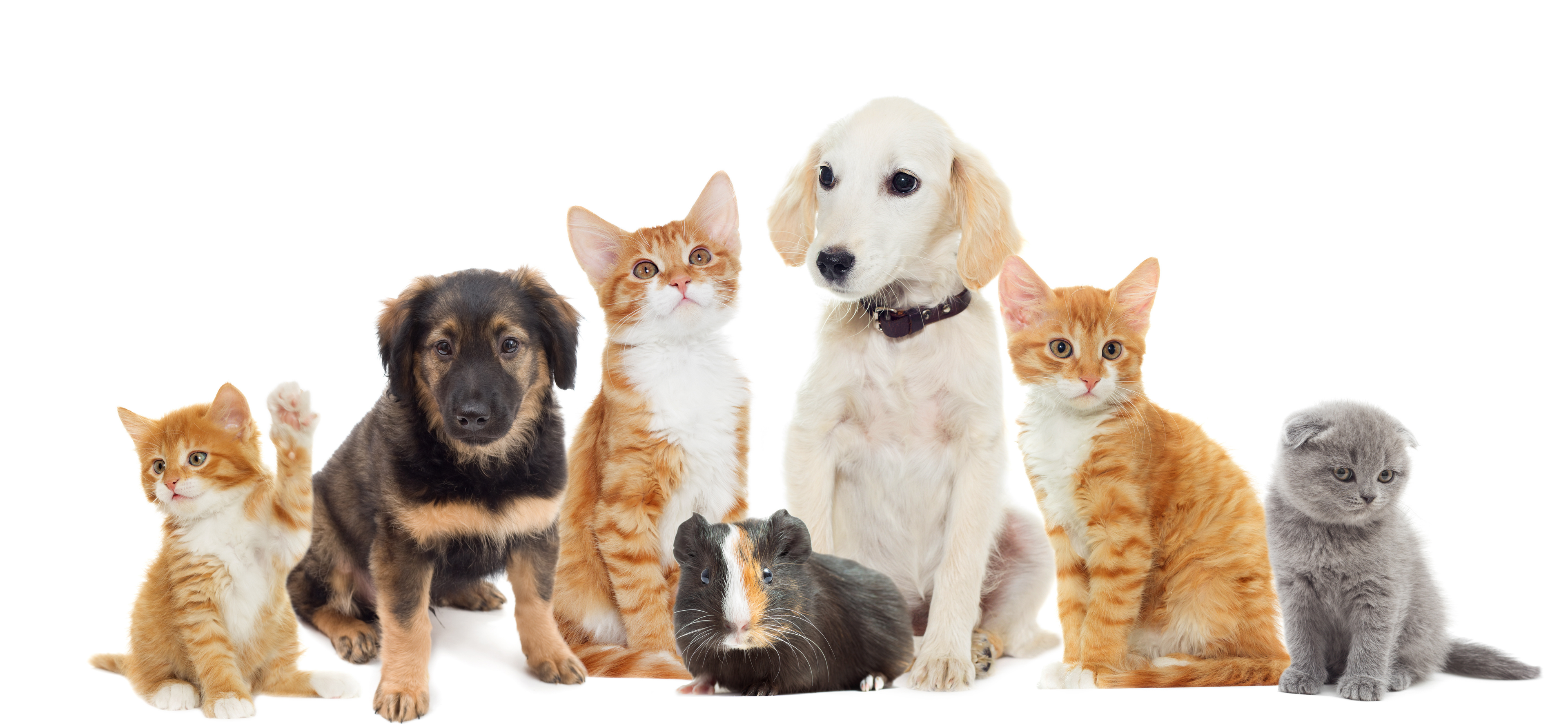 Nahrungsergänzungsmittel für Katzen & Hunde